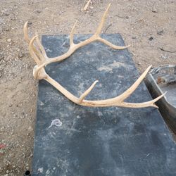 11 Point Buck Antlers