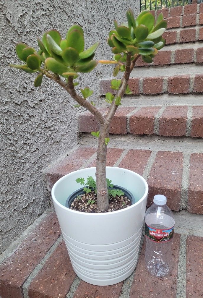 Jade Plant In a Green Plastic Nursery Pot