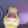odie