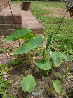 Elephant ears