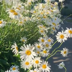 Shasta Daisy Garden Flowers Plant