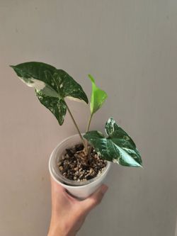 Syngonium albo houseplant