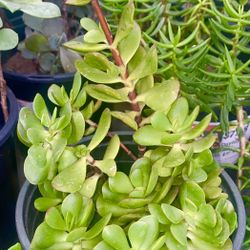 Succulent