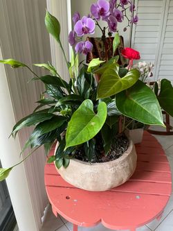 Peace, Lilly and anthurium