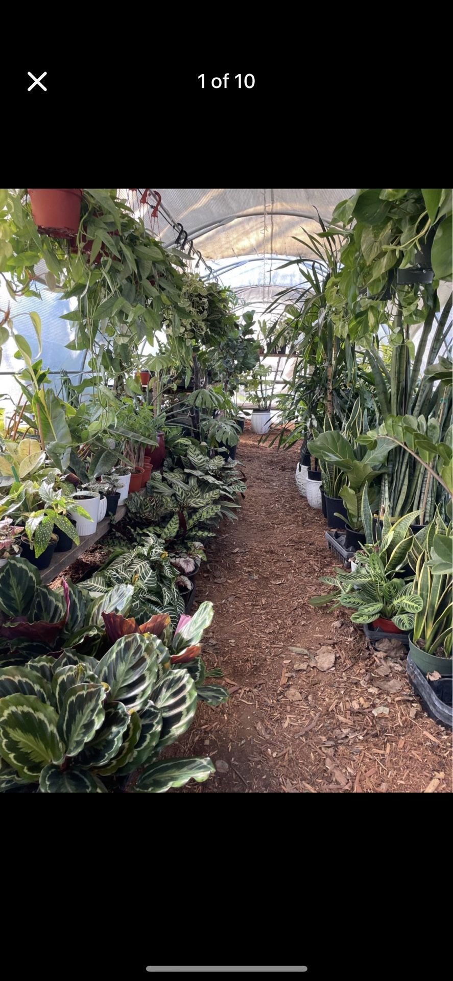 🎊🎈🪴happy Wed!! Mister on for cooling!!! Open houseplant sale today!!zip95820