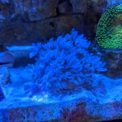 Coral Frags: Pulsing Xenia