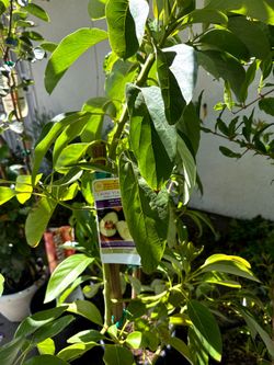 Plants tree sale 50%-60% off