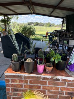 Plants For Sale