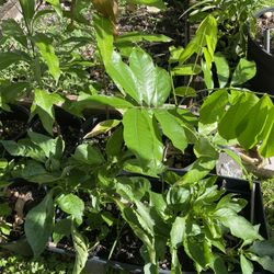 Ackee And Mango Plants For Sale 