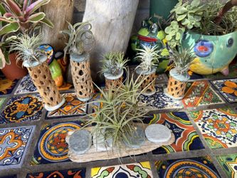 Fun Stone & Cholla Airplant Creations