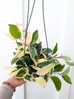 Hoya Carnosa Variegated Krimson Queen Plant 6" Pot - Indoor House Plants