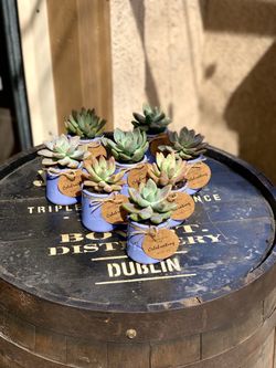  Succulent Table Favors / Sm Baby Shower / Teacher Appreciation Week 