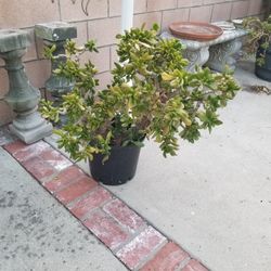 Potted Plant