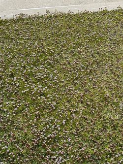 Kurapia ground cover drought tolerant