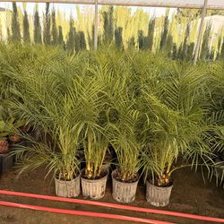 Pygmy palms 10" pots