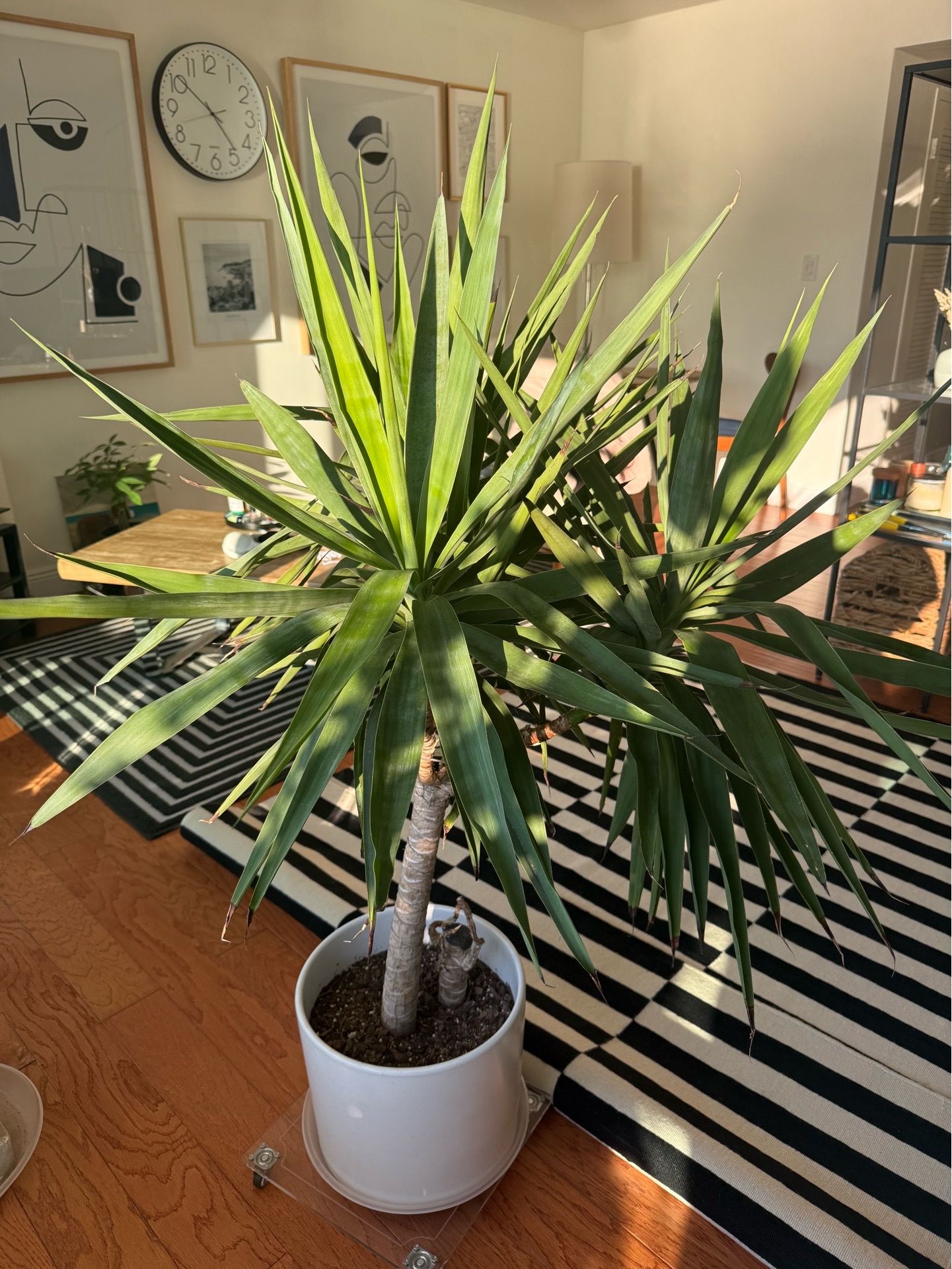 Large Healthy Yucca Cane Plant with White Ceramic Pot - MIAMI BEACH
