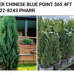 JUNIPER CHINESE BLUE POINT $65 4FT (contact info removed) PHARR

