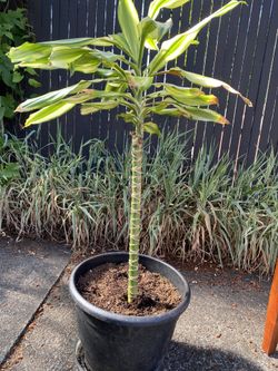 Dragon Tree (Corn Plant)