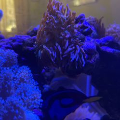 Corals And Anemones For Sale 