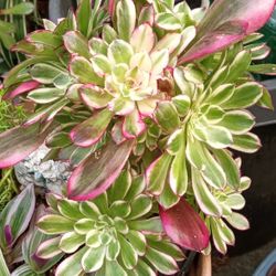 Rare Aeonium Cutting Poker Face