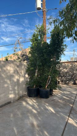 ficus