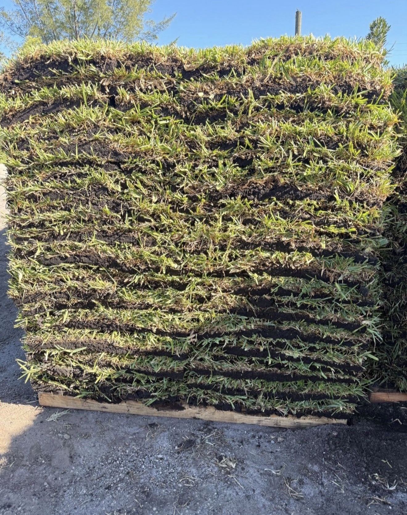 Fresh Palmetto St Augustine Pallet Of Grass