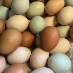 Fresh Eggs / Huevos Organicos 