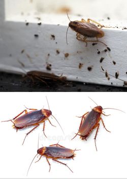 Exterminador De Cucarachas En un Día.