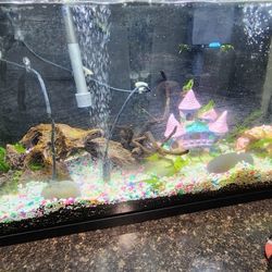 Fish Tank
