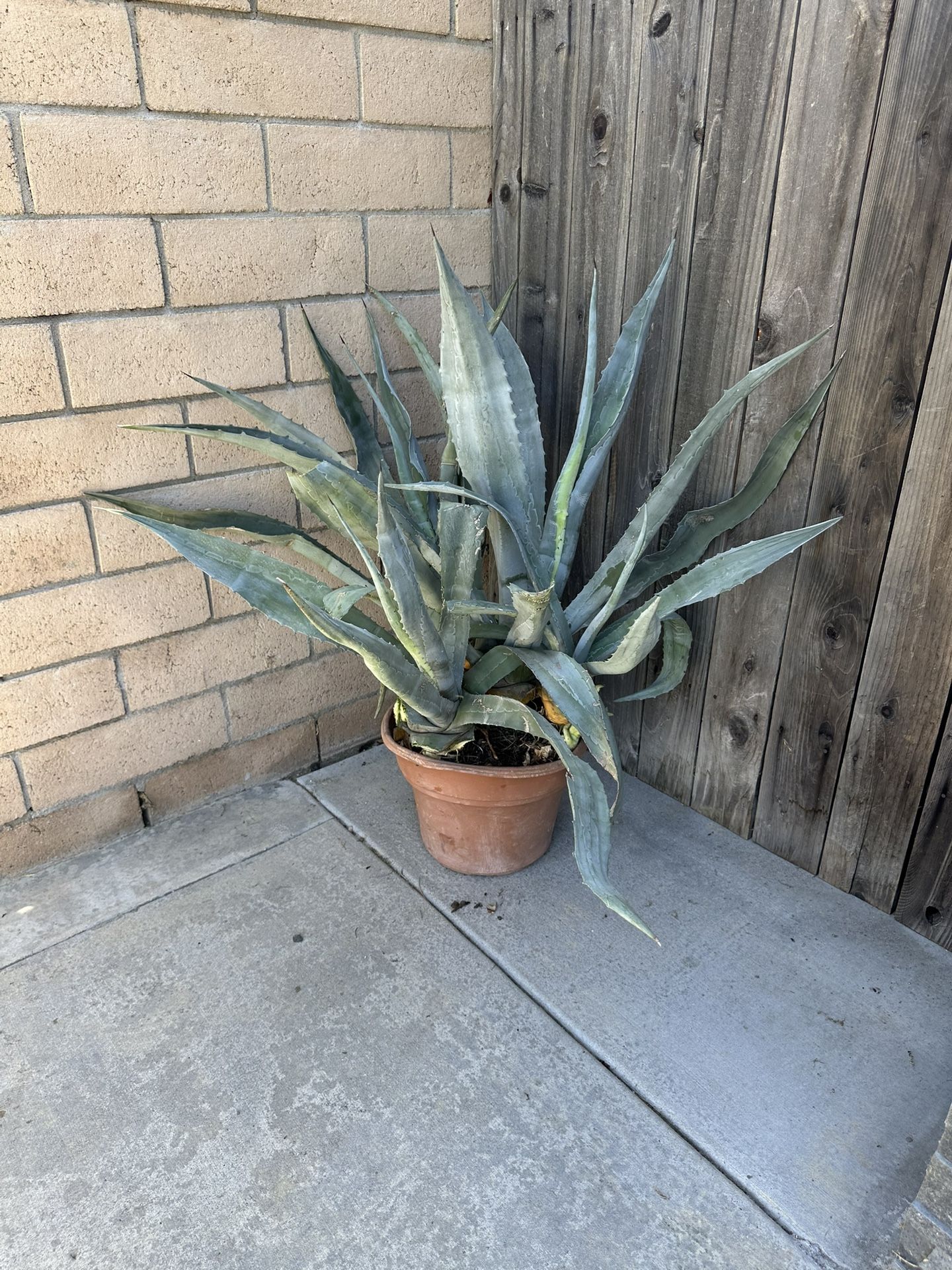 Large Aloe Vera Plant And Cuttings