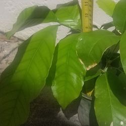 Ackee Tree, Live,  11 Inches Tall 