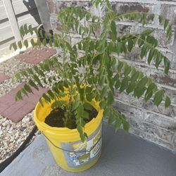 Healthy Curry Leaf Plant!!