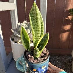 Beautiful mug with Sensevieria plant