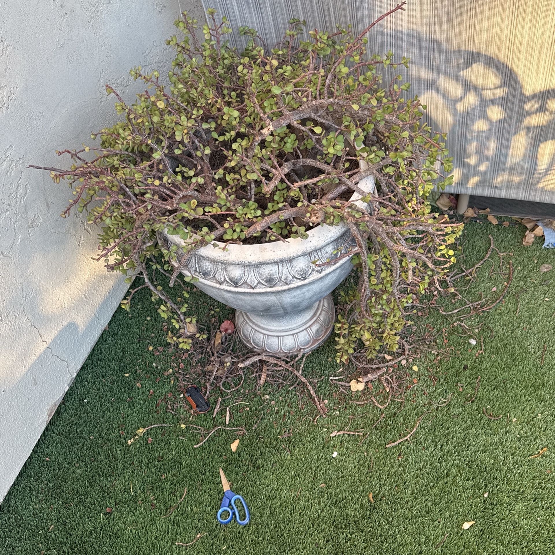 Elephant ear plant and heavy planter for $40