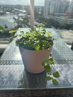 Growing mint plant, about 5 inch pot