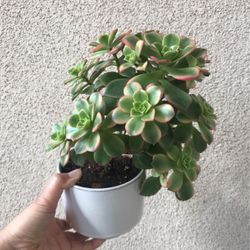 Beautiful Kiwi Aeonium Plant In White Pot