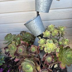 Succulents
