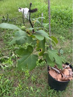 Loquat tree