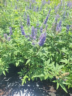 Vitex