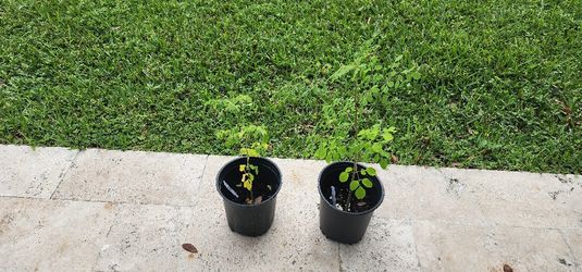 Moringa plants