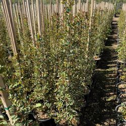 Eugenia 5 Gal Plants 