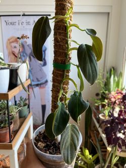 Philodendron gigas
