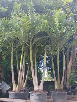 Christmas Palm Trees Triple Trunk 12-14ft overall🌴