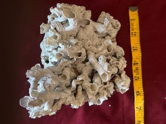 Natural Barnacle Cluster Specimen
