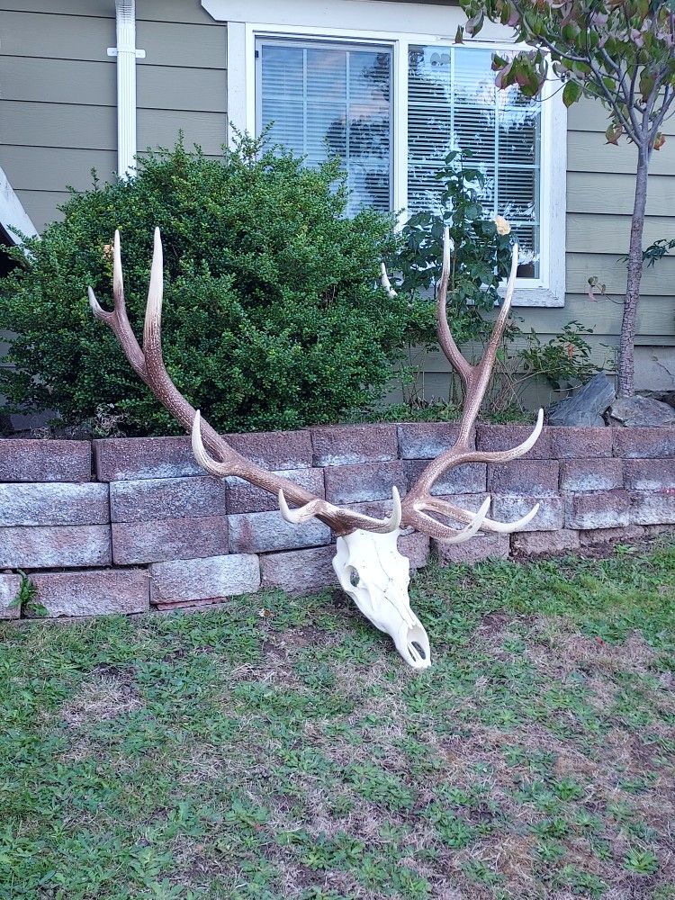 European Elk Mount