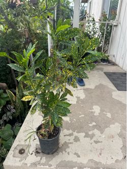 Rare gold dust croton