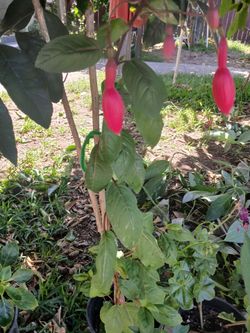 $15