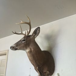 8 Point Whitetail Taxidermy Mount