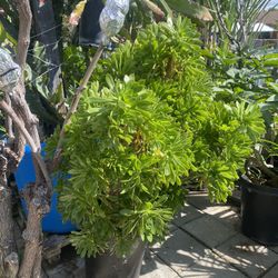 Plant For Sale