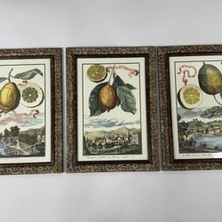 18th Century Set of 3 Framed Johann Christoph Volckamer Botanical Print Artology  17” x 23”